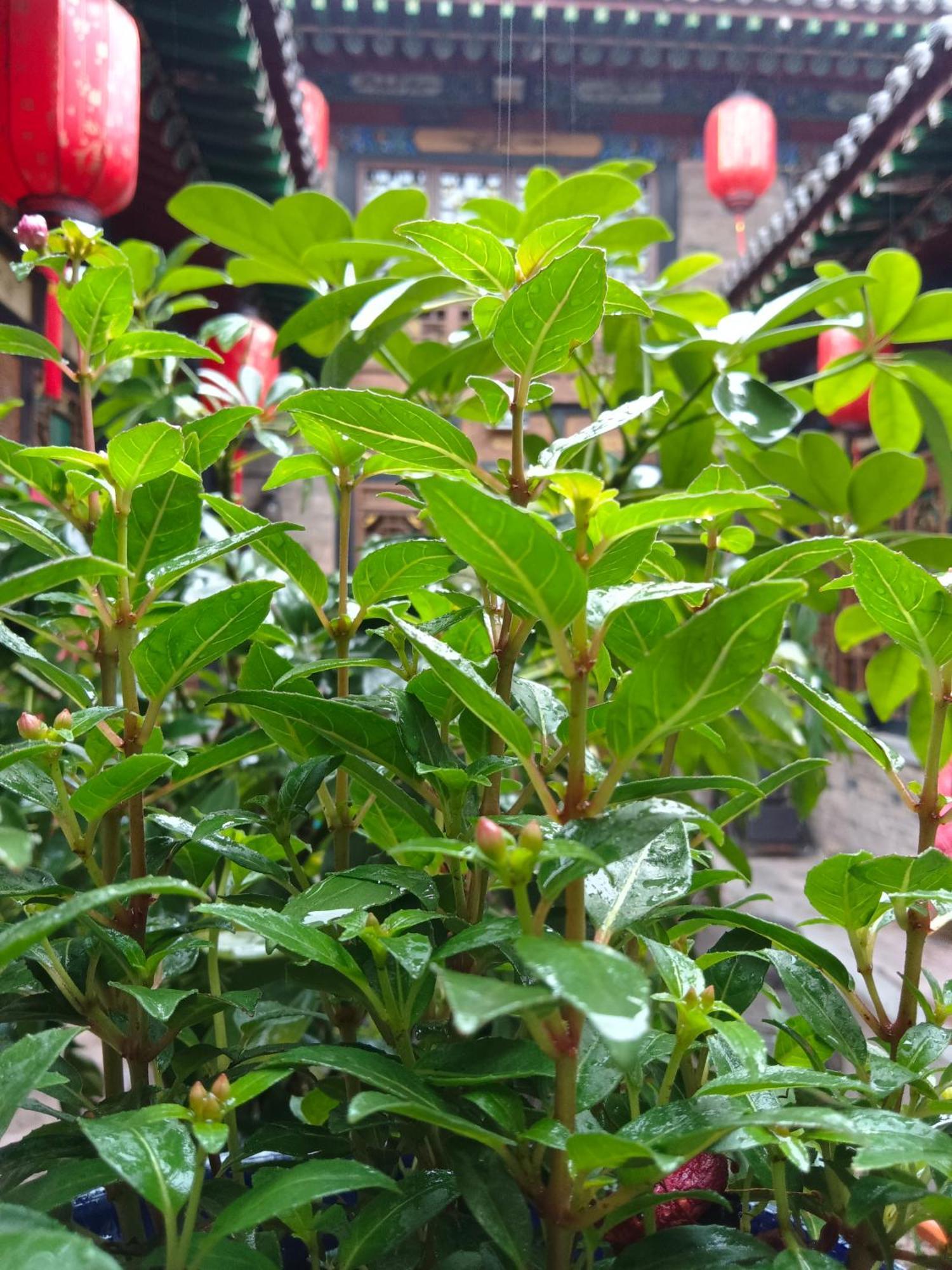 Pingyao Hu Lu Wa Home Inn 외부 사진